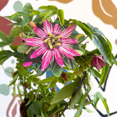 Passiflora × violacea ‘Victoria’ - Pink Passionflower - Sprouts of Bristol