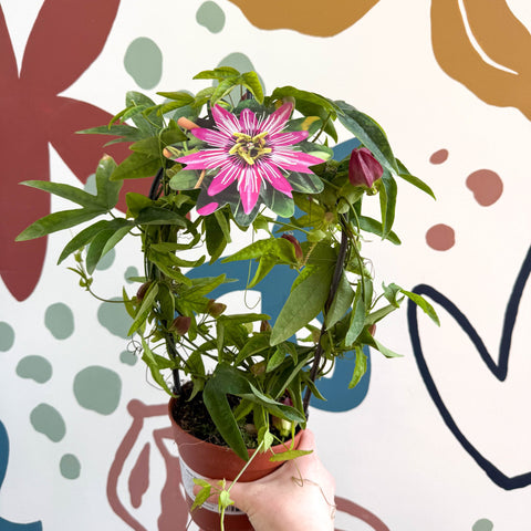 Passiflora × violacea ‘Victoria’ - Pink Passionflower - Sprouts of Bristol