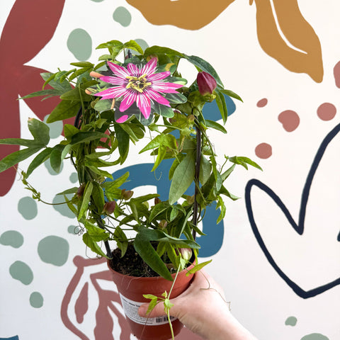 Passiflora × violacea ‘Victoria’ - Pink Passionflower - Sprouts of Bristol