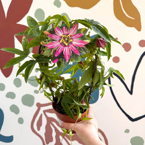 Passiflora × violacea ‘Victoria’ - Pink Passionflower - Sprouts of Bristol