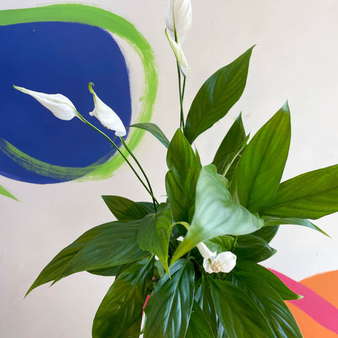 Peace Lily - Spathiphyllum 'Alana' - Sprouts of Bristol