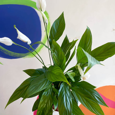 Peace Lily - Spathiphyllum 'Alana' - Sprouts of Bristol