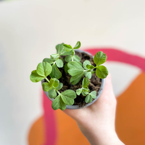 Peas - Pisum sativum 'Early Onward' - British Grown - Sprouts of Bristol