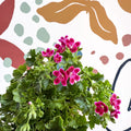 Pelargonium 'Angel Parfum Nova' - Sprouts of Bristol