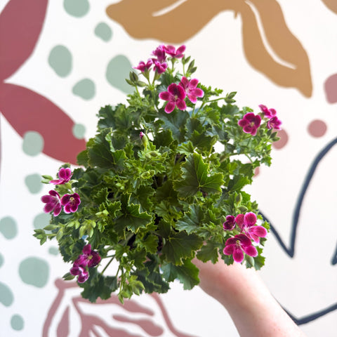 Pelargonium 'Angel Parfum Nova' - Sprouts of Bristol