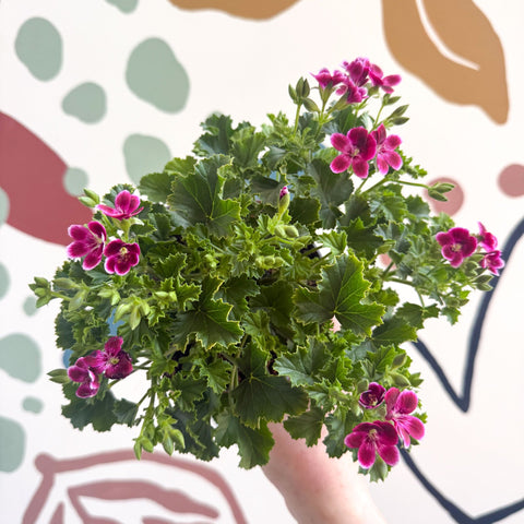 Pelargonium 'Angel Parfum Nova' - Sprouts of Bristol