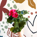 Pelargonium 'Castello Dm Claire Rose Red Eye' - Bedding Geranium - Sprouts of Bristol