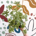 Pelargonium crispum ‘Variegatum’ – Mint Scented Geranium - Sprouts of Bristol