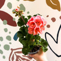 Pelargonium zonale 'Montevideo' - Bedding Geranium - Sprouts of Bristol