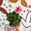 Pelargonium zonale 'Toscana Sil Linus' - Bedding Geranium - Sprouts of Bristol