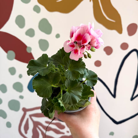 Pelargonium zonale 'Toscana Sil Linus' - Bedding Geranium - Sprouts of Bristol