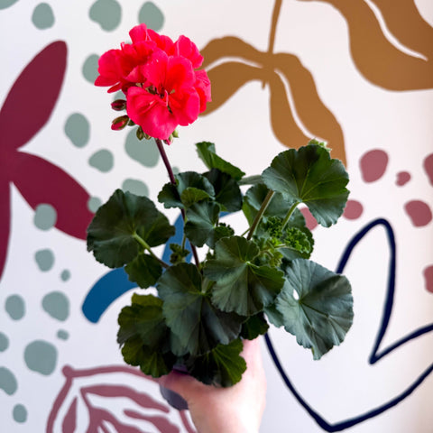 Pelargonium zonale 'Toscana Sil Lisa' - Bedding Geranium - Sprouts of Bristol