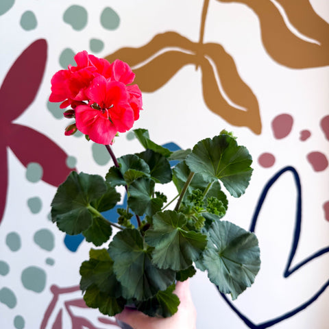 Pelargonium zonale 'Toscana Sil Lisa' - Bedding Geranium - Sprouts of Bristol