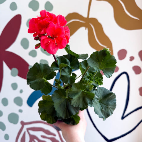 Pelargonium zonale 'Toscana Sil Lisa' - Bedding Geranium - Sprouts of Bristol