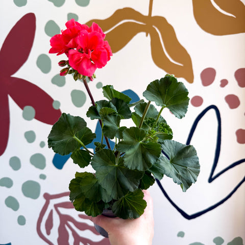 Pelargonium zonale 'Toscana Sil Lisa' - Bedding Geranium - Sprouts of Bristol