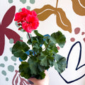 Pelargonium zonale 'Toscana Sil Lisa' - Bedding Geranium - Sprouts of Bristol