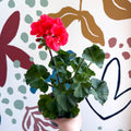 Pelargonium zonale 'Toscana Sil Lisa' - Bedding Geranium - Sprouts of Bristol