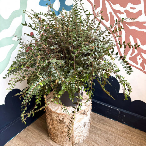 Pellaea rotundifolia - Button Fern - Sprouts of Bristol