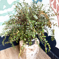 Pellaea rotundifolia - Button Fern - Sprouts of Bristol