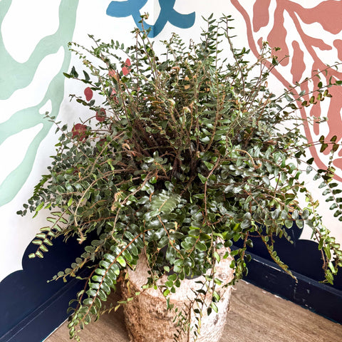 Pellaea rotundifolia - Button Fern - Sprouts of Bristol