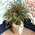 Pellaea rotundifolia - Button Fern - Sprouts of Bristol