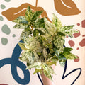 Pellionia repens ‘Variegata’ – Variegated Watermelon Begonia - Sprouts of Bristol
