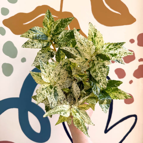 Pellionia repens ‘Variegata’ – Variegated Watermelon Begonia - Sprouts of Bristol