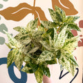 Pellionia repens ‘Variegata’ – Variegated Watermelon Begonia - Sprouts of Bristol