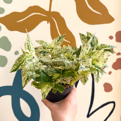 Pellionia repens ‘Variegata’ – Variegated Watermelon Begonia - Sprouts of Bristol