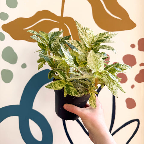 Pellionia repens ‘Variegata’ – Variegated Watermelon Begonia - Sprouts of Bristol