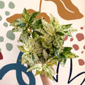 Pellionia repens ‘Variegata’ – Variegated Watermelon Begonia - Sprouts of Bristol