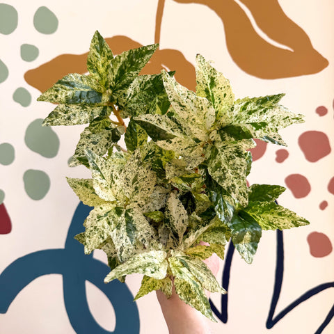 Pellionia repens ‘Variegata’ – Variegated Watermelon Begonia - Sprouts of Bristol