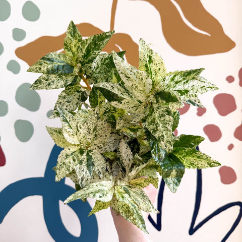 Pellionia repens ‘Variegata’ – Variegated Watermelon Begonia - Sprouts of Bristol