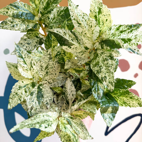 Pellionia repens ‘Variegata’ – Variegated Watermelon Begonia - Sprouts of Bristol