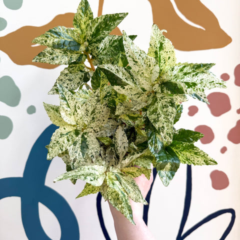 Pellionia repens ‘Variegata’ – Variegated Watermelon Begonia - Sprouts of Bristol