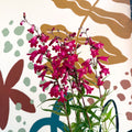 Penstemon 'Garnet' - Beard Tongue [British Grown Perennial] - Sprouts of Bristol