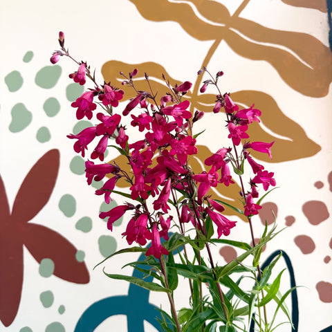 Penstemon 'Garnet' - Beard Tongue [British Grown Perennial] - Sprouts of Bristol