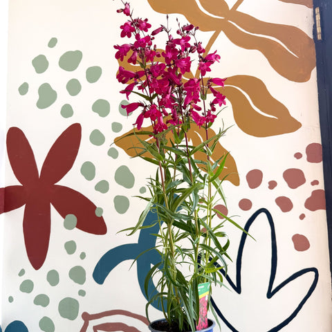 Penstemon 'Garnet' - Beard Tongue [British Grown Perennial] - Sprouts of Bristol