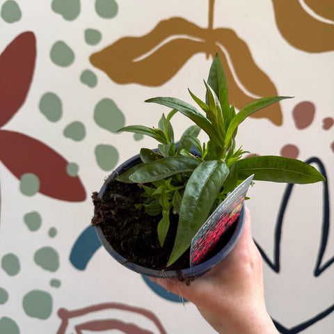 Penstemon 'Quartz Red' - Beard Tongue [British Grown Perennial] - Sprouts of Bristol