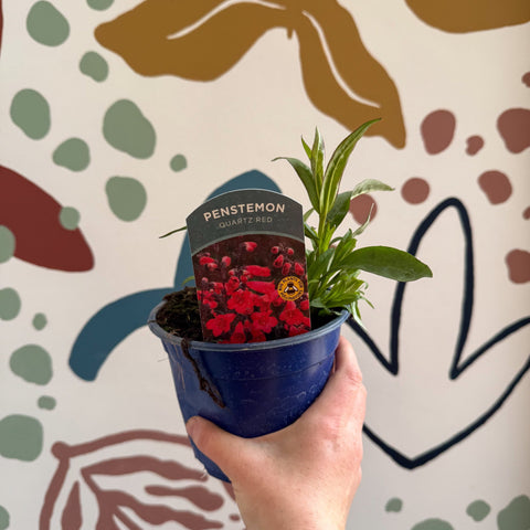 Penstemon 'Quartz Red' - Beard Tongue [British Grown Perennial] - Sprouts of Bristol