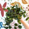 Peperomia angulata ‘Rocca Scuro’ - Dark Green Beetle Radiator Plant - Sprouts of Bristol