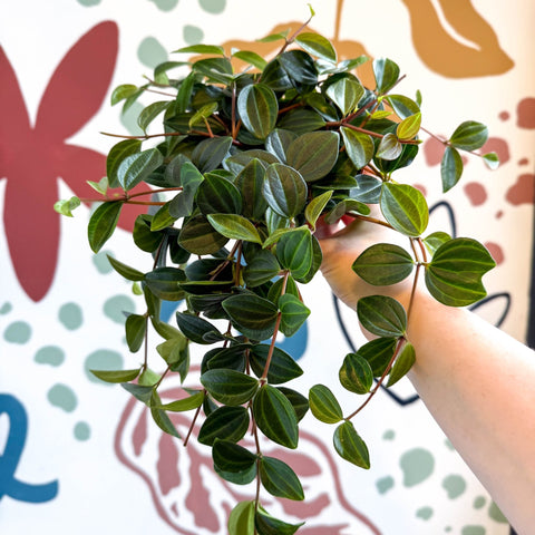 Peperomia angulata ‘Rocca Scuro’ - Dark Green Beetle Radiator Plant - Sprouts of Bristol