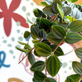 Peperomia angulata ‘Rocca Scuro’ - Dark Green Beetle Radiator Plant - Sprouts of Bristol