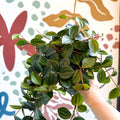 Peperomia angulata ‘Rocca Scuro’ - Dark Green Beetle Radiator Plant - Sprouts of Bristol