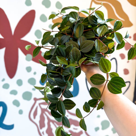 Peperomia angulata ‘Rocca Scuro’ - Dark Green Beetle Radiator Plant - Sprouts of Bristol
