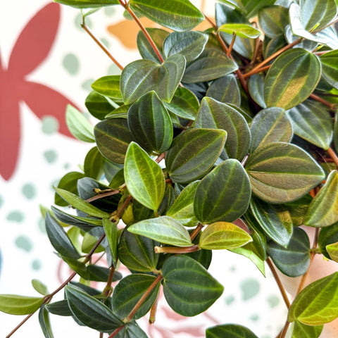 Peperomia angulata ‘Rocca Scuro’ - Dark Green Beetle Radiator Plant - Sprouts of Bristol