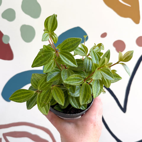 Peperomia angulata 'Rocca Vivace' - Sprouts of Bristol