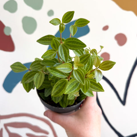 Peperomia angulata 'Rocca Vivace' - Sprouts of Bristol