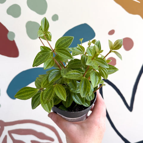 Peperomia angulata 'Rocca Vivace' - Sprouts of Bristol