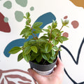 Peperomia angulata 'Rocca Vivace' - Sprouts of Bristol